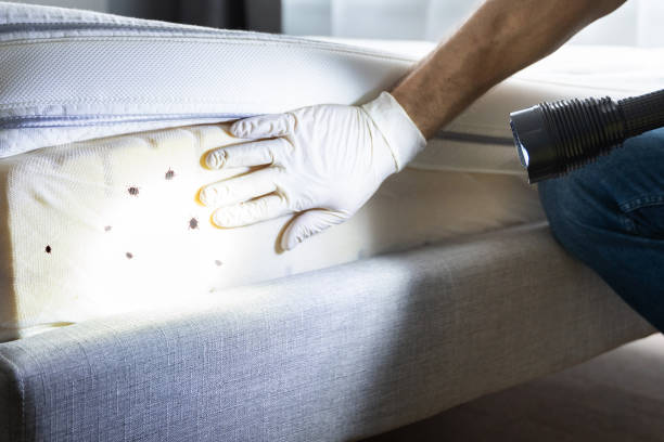 Best Insect Control  in Steelville, MO