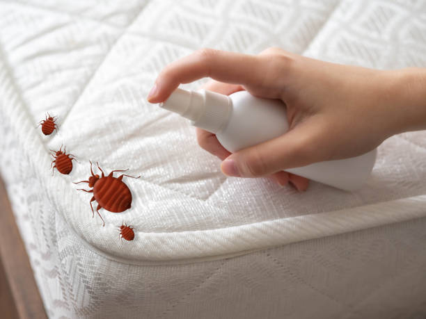 Best Residential Pest Control  in Steelville, MO