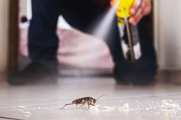 Best Best Pest Control Companies  in Steelville, MO